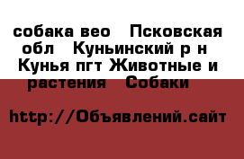 собака вео - Псковская обл., Куньинский р-н, Кунья пгт Животные и растения » Собаки   